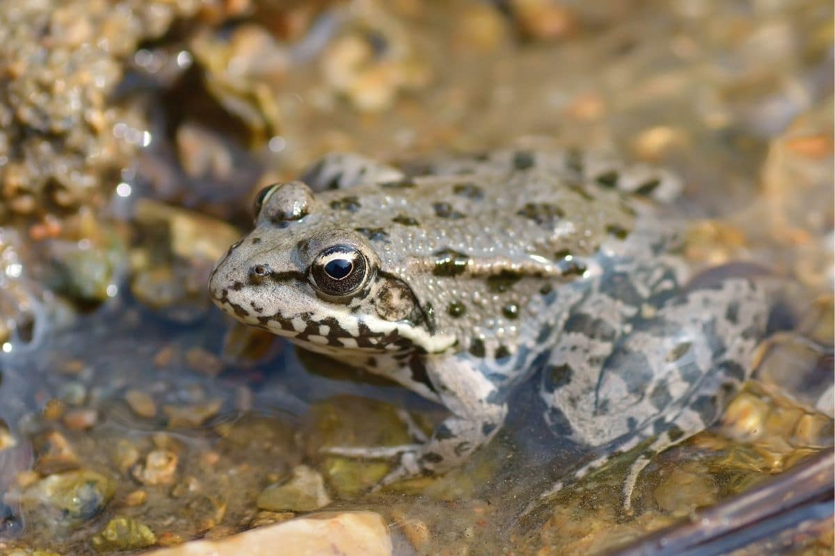 Seefrosch (Pelophylax ridibundus)