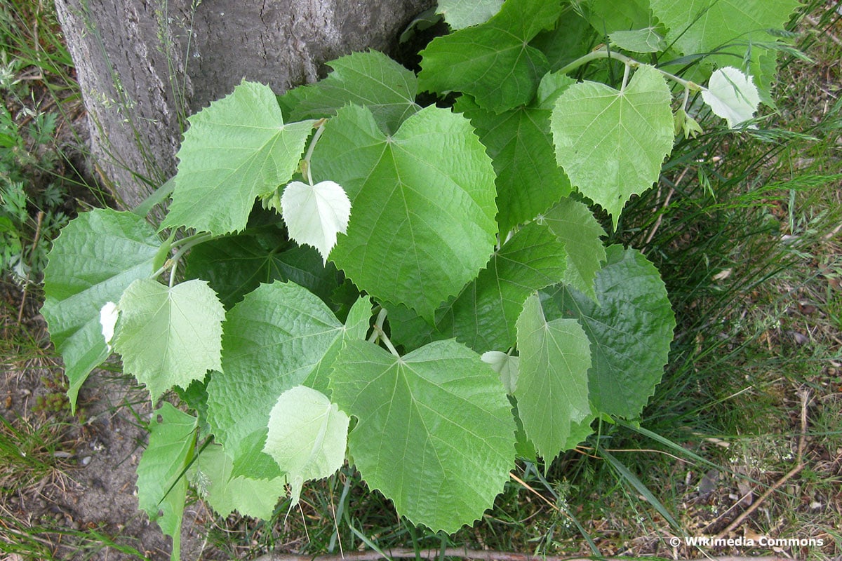 Silber-Linde (Tilia tomentosa)