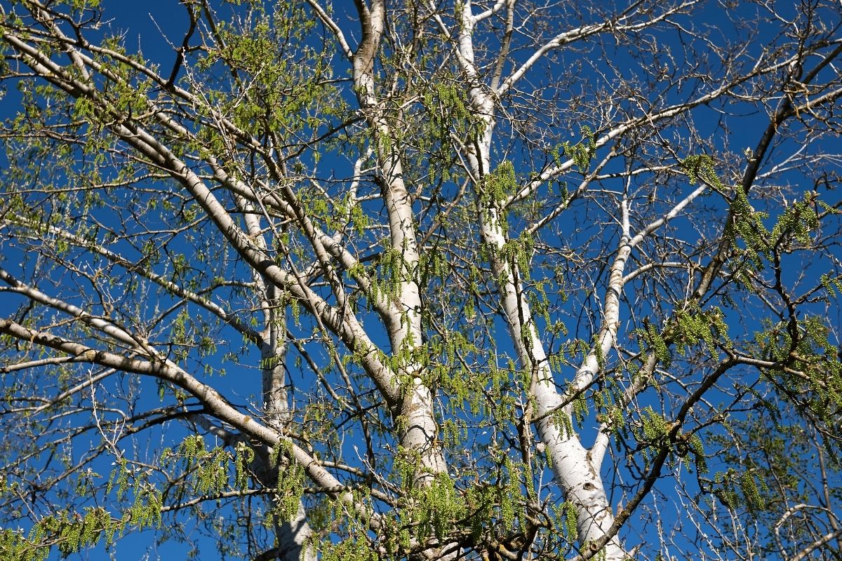 Silber-Pappel (Populus alba) mit weißer Rinde