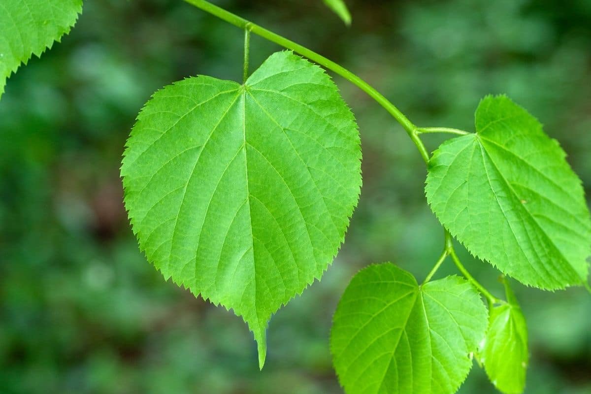 herzförmige Blätter: Sommerlinde (Tilia platyphyllos)