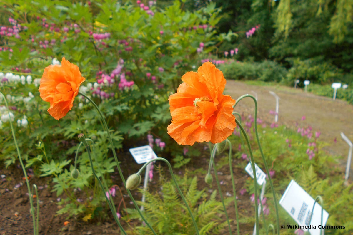 Spanischer Mohn (Papaver rupifragum)