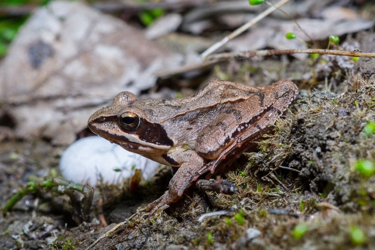 Braune Frösche: Springfrosch (Rana dalmatina)