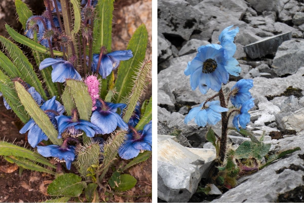 Stachliger Scheinmohn (Meconopsis horridula)