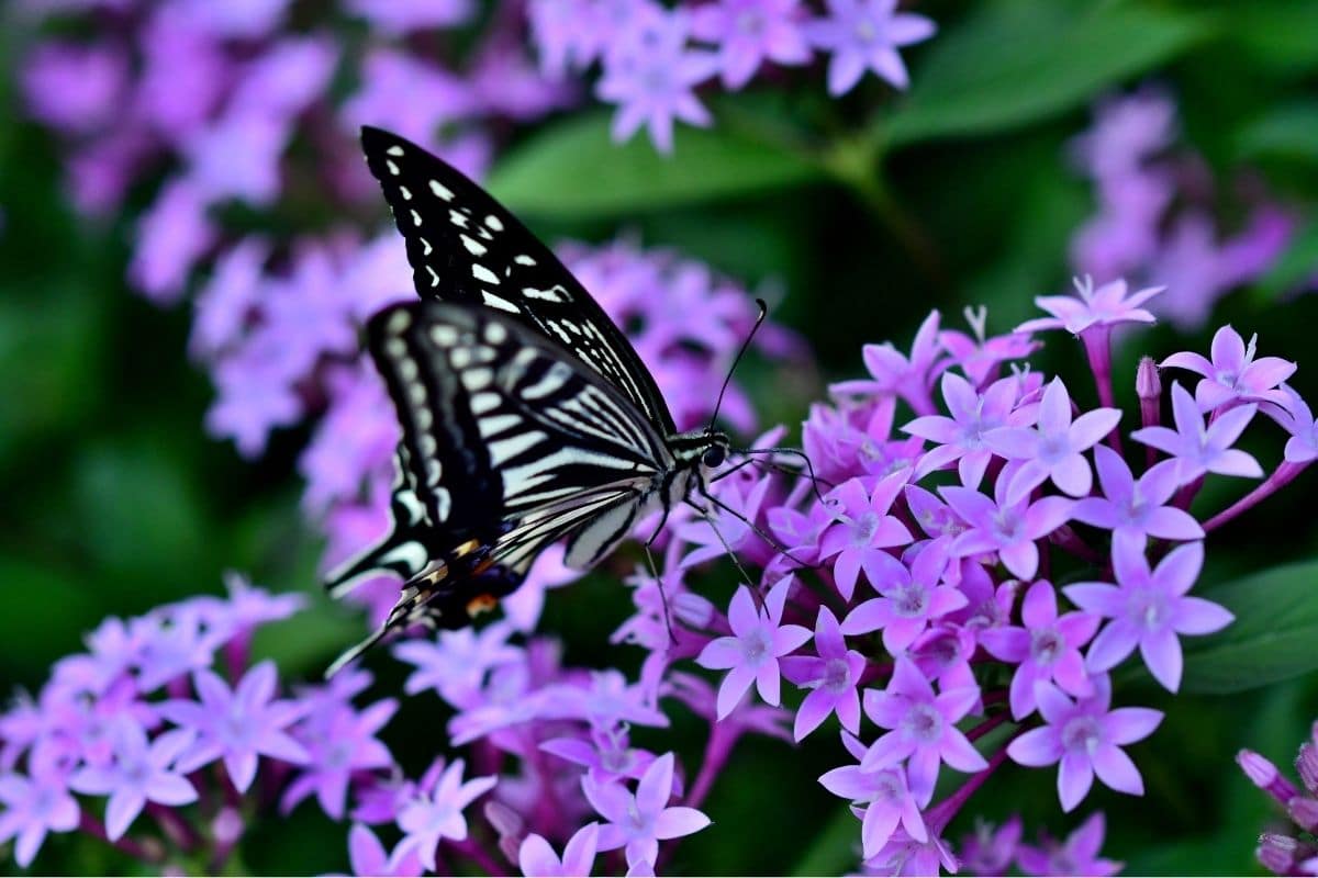 Sternblume, Pentas lanceolata