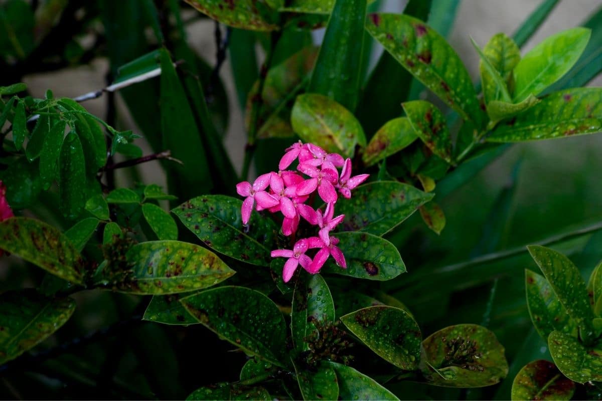 Sternblume, Pentas lanceolata mit braunen Blättern