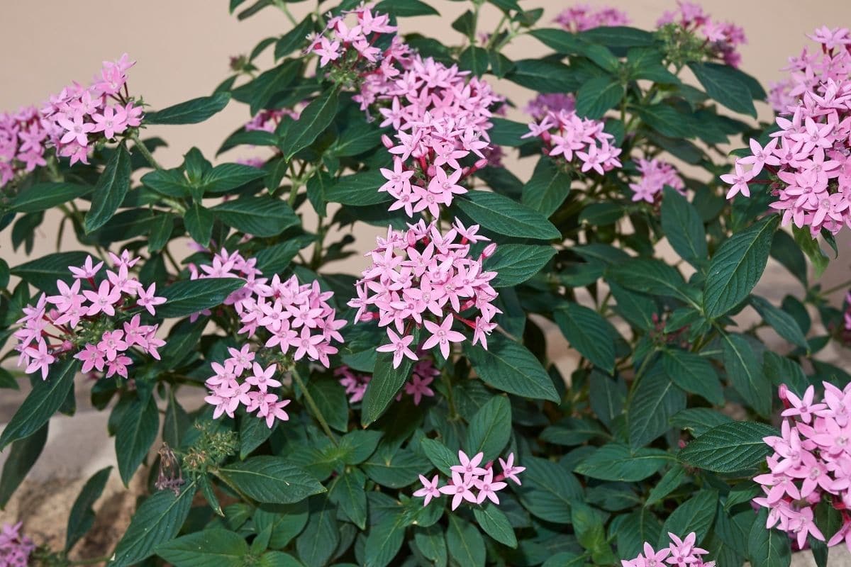 Sternblume, Pentas lanceolata