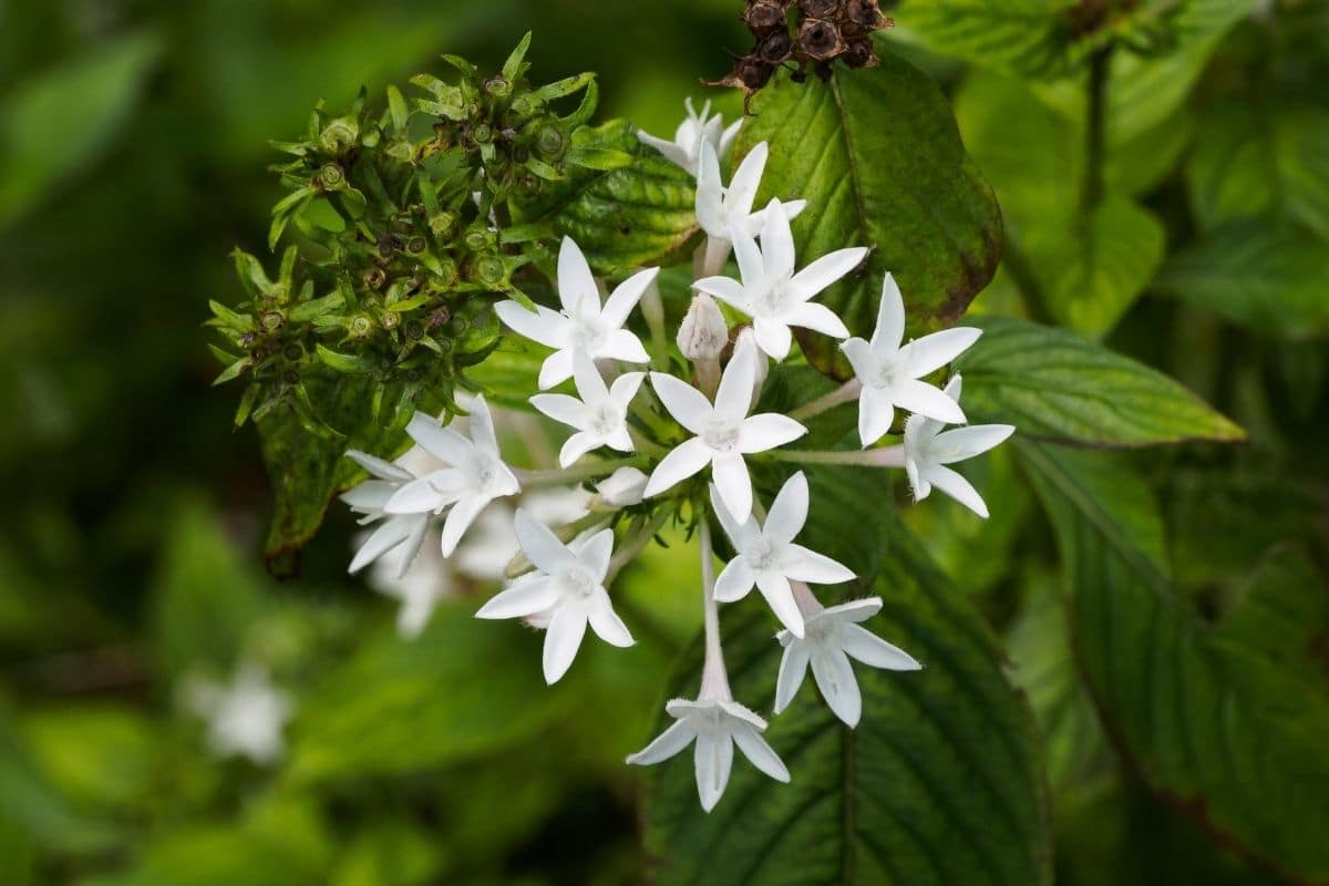 Sternblume, Pentas lanceolata