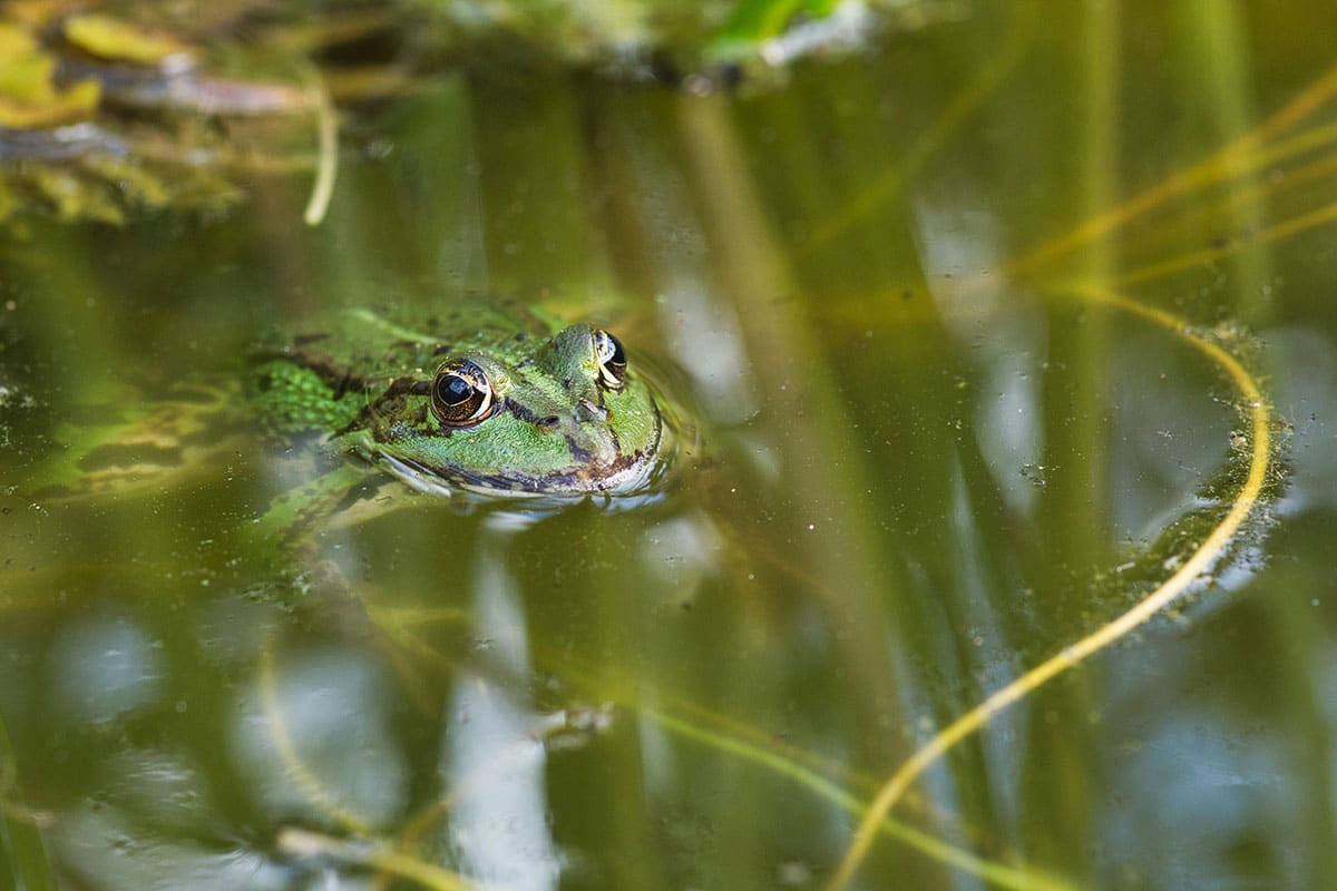 Teichfrosch (Pelophylax esculentus)