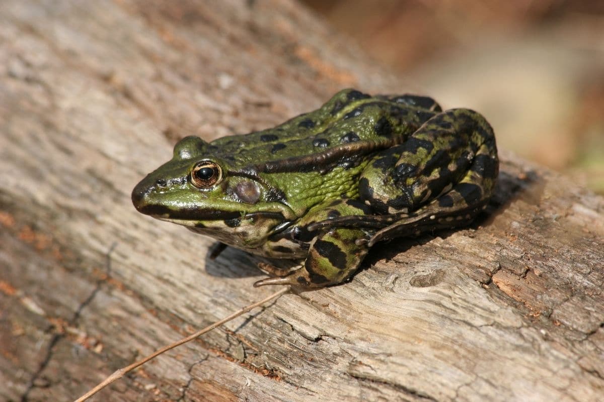 Wasserfrosch