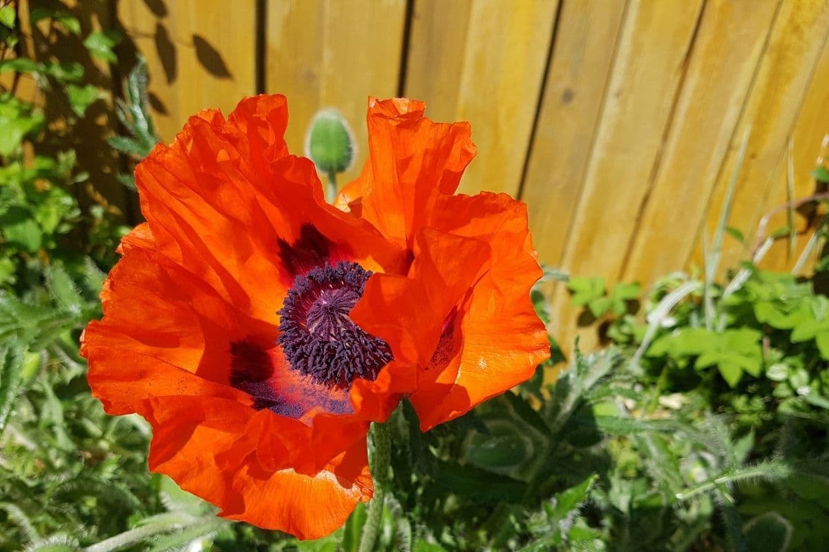 Türkischer Mohn (Papaver orientale)