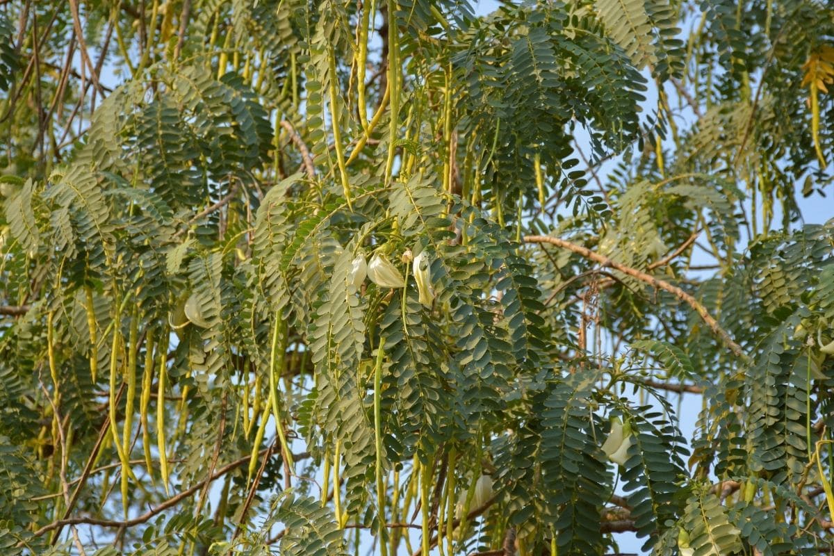 Turibaum (Sesbania grandiflora)