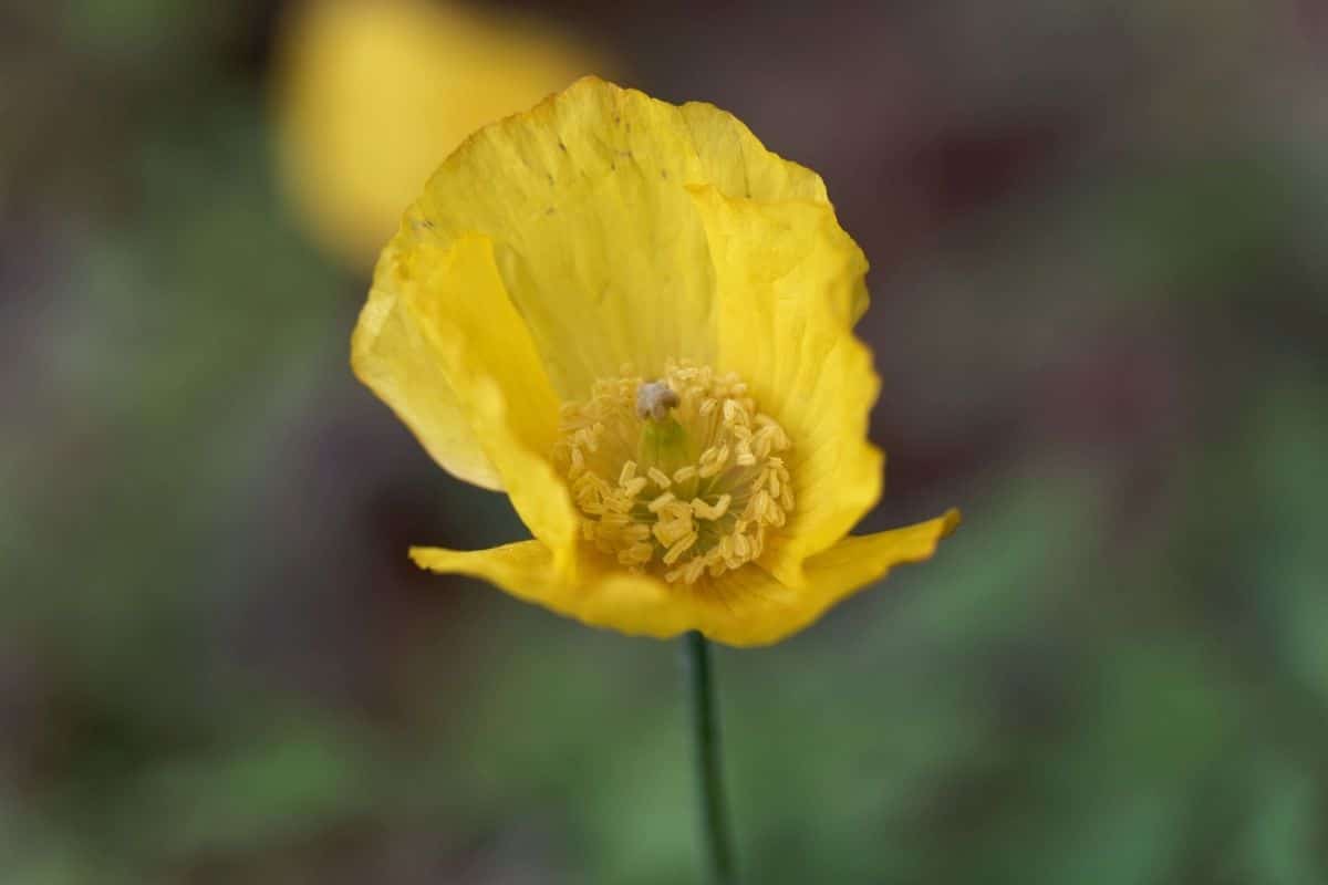 Wald-Scheinmohn (Papaver cambricum)