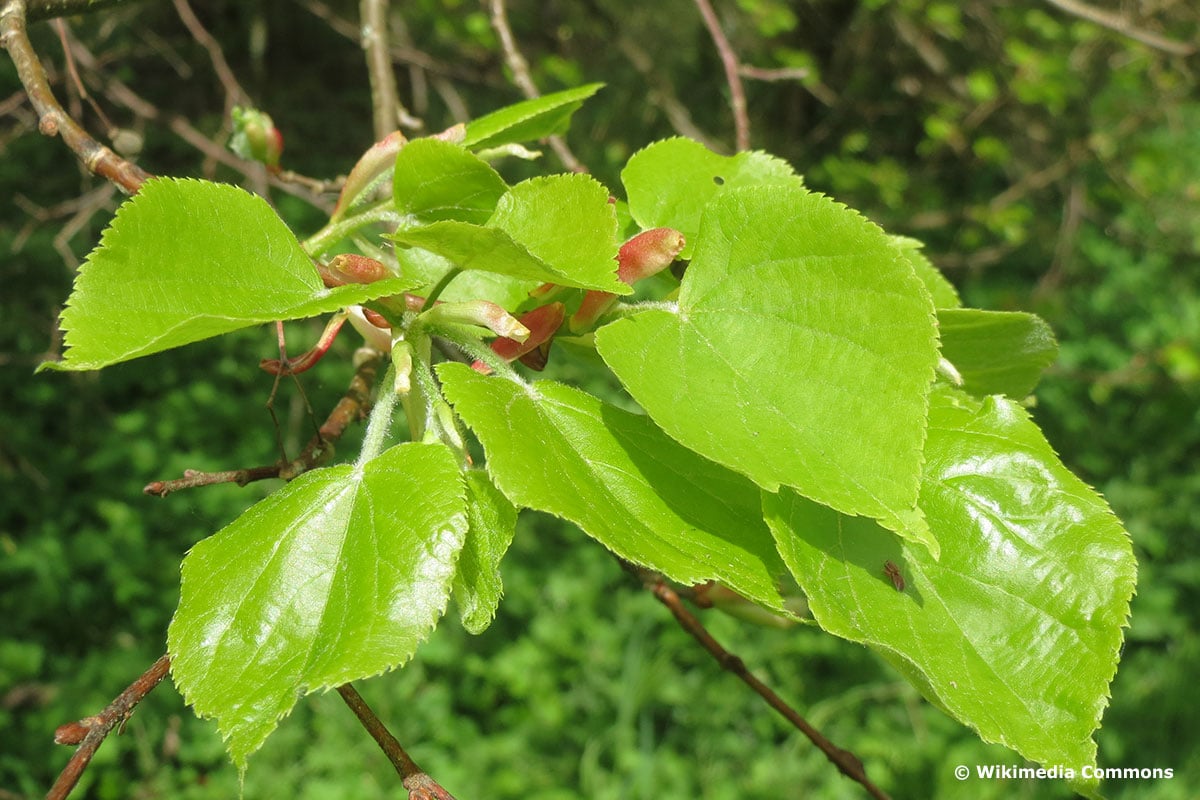 Winterlinde / Steinlinde (Tilia cordata)