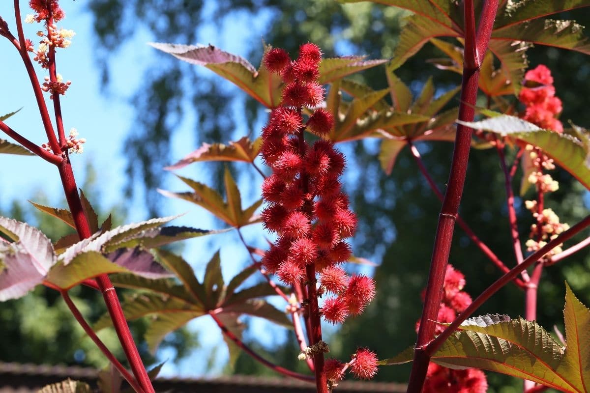 Wunderbaum (Ricinus communis)