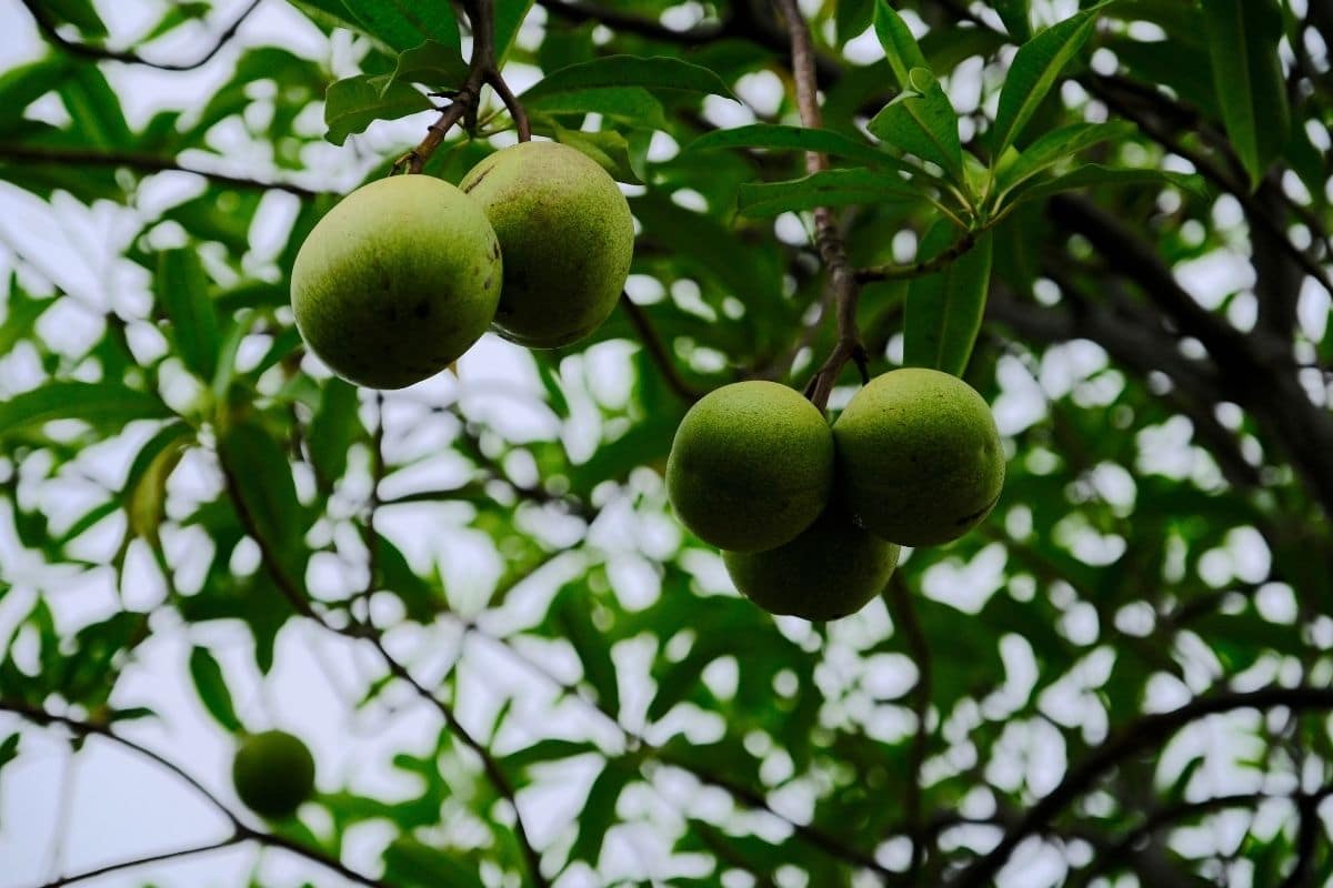 giftige Bäume: Zerberusbaum (Cerbera odollam)