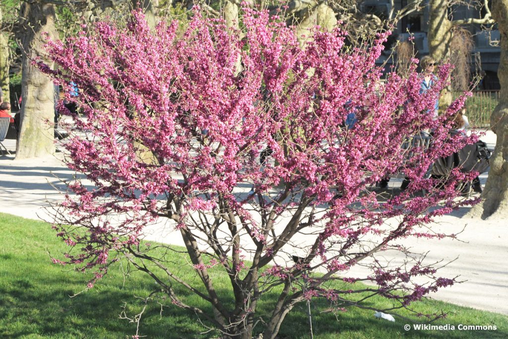 Aufrechter Judasbaum (Cercis glabra)