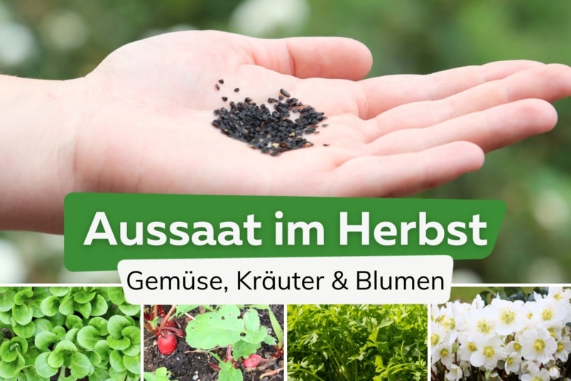 Aussaat: was kann man im Herbst noch pflanzen?