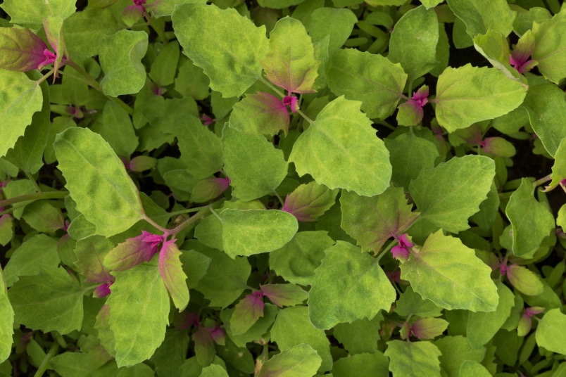 Baumspinat (Chenopodium giganteum)