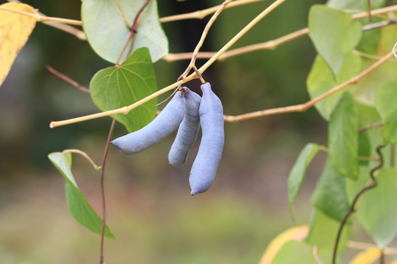 Blaugurke (Decaisnea fargesii)