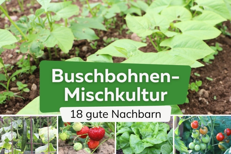 18 gute Nachbarn von Buschbohnen: was verträgt sich?