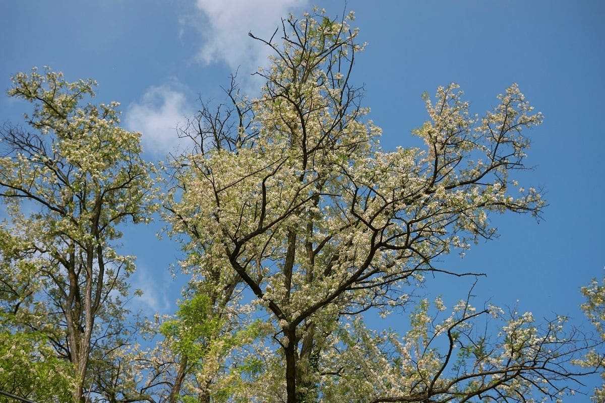 Scheinakazie (Robinia pseudoacacia)