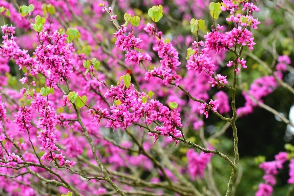 Chinesischer Judasbaum (Cercis chinensis)