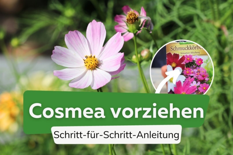 Cosmea vorziehen in 7 Schritten | Standort & Co