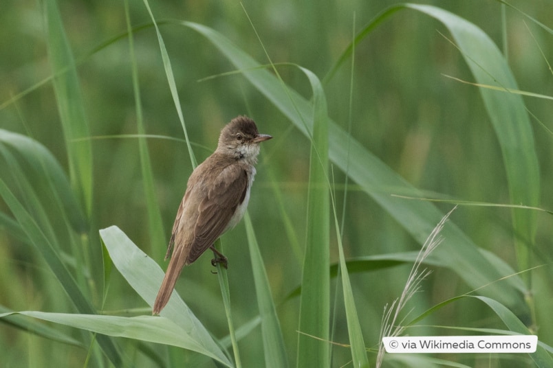 Drosselrohrsänger (Acrocephalus arundinaceus)