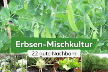 22 gute Nachbarn von Erbsen: was verträgt sich?