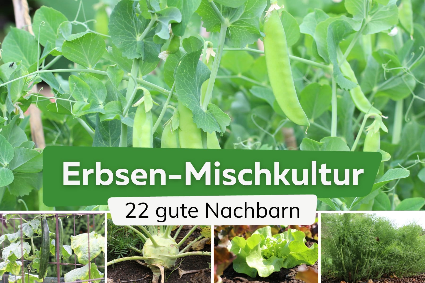 22 gute Nachbarn von Erbsen: was verträgt sich?