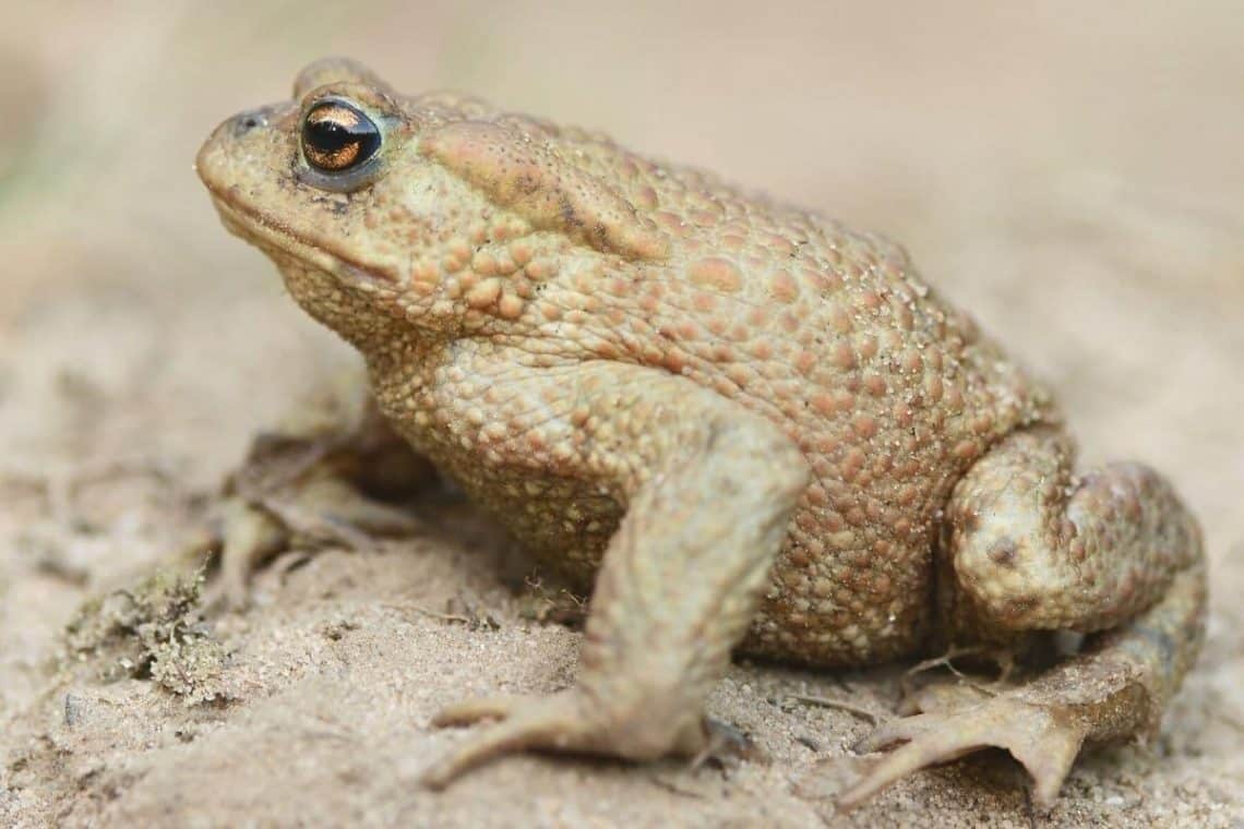 Erdkröte (Bufo bufo)