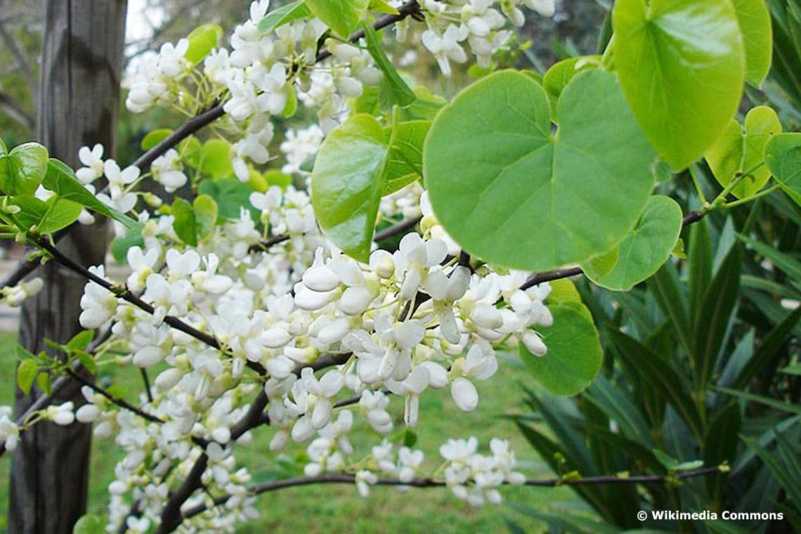 Gewöhnlicher Judasbaum 'Alba'