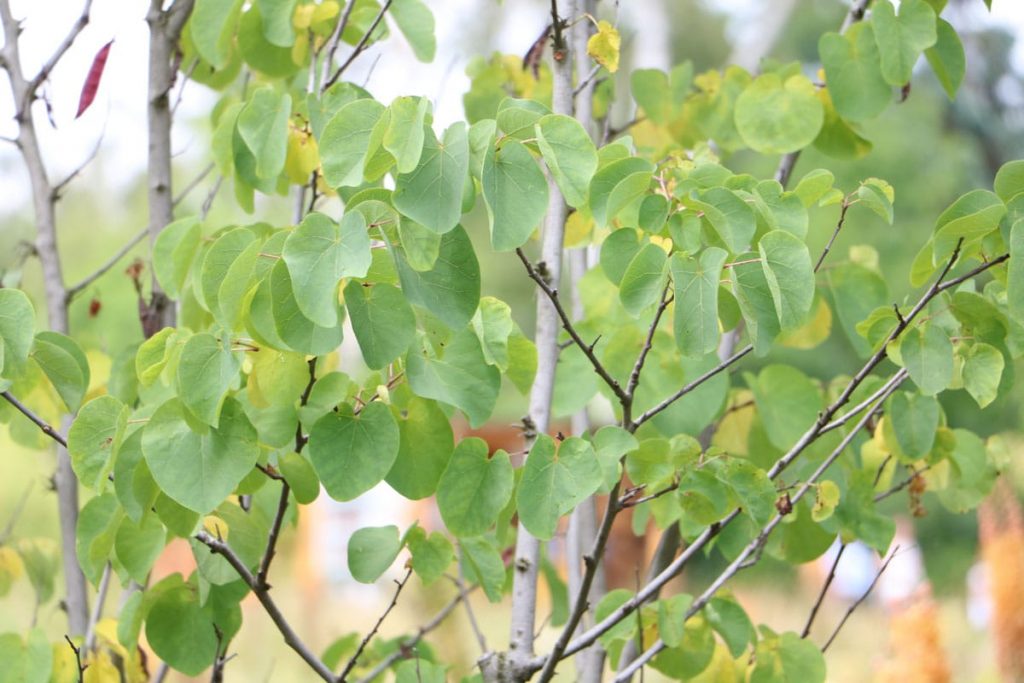 Gewöhnlicher Judasbaum (Cercis siliquastrum)