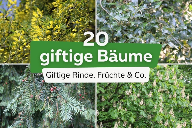 Giftige Bäume