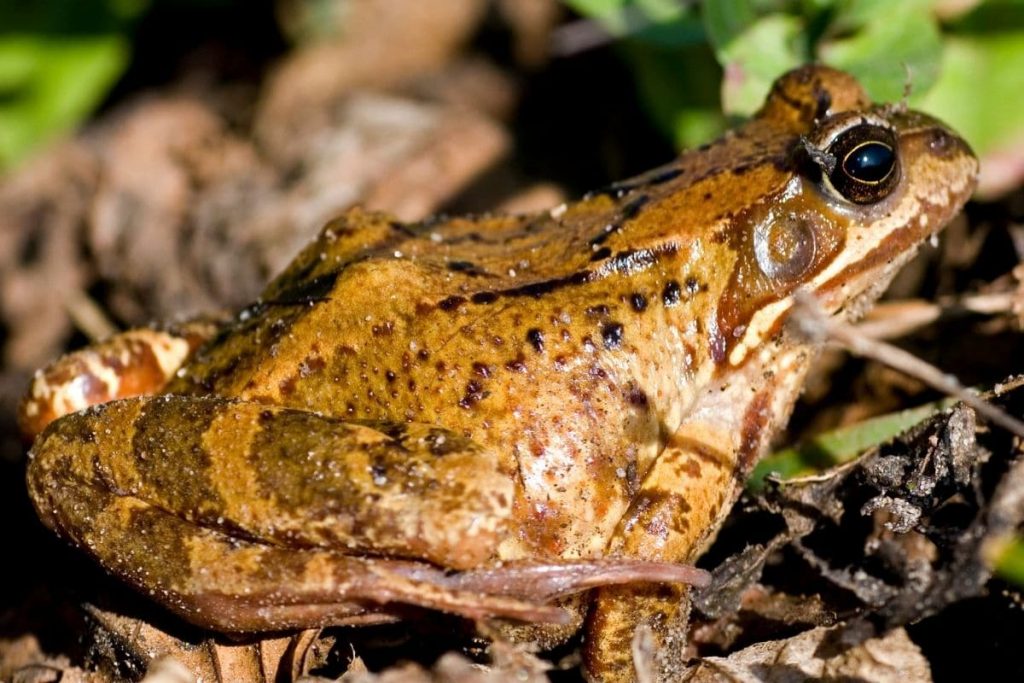 7 Froscharten Von A Z Fr sche In Deutschland