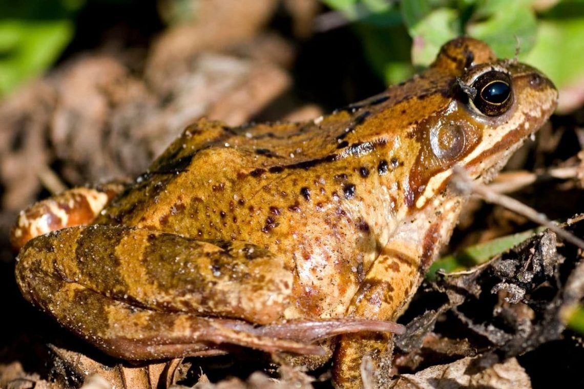 Grasfrosch (Rana temporaria)