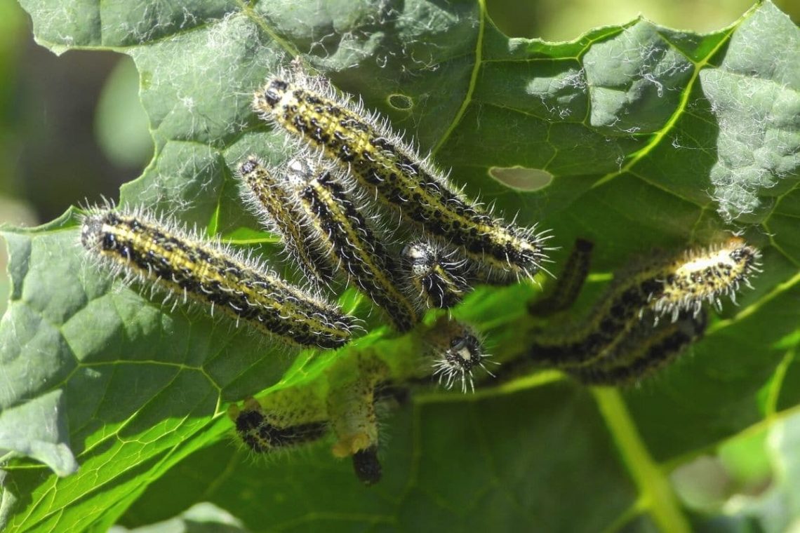 Raupen des Großen Kohlweißling (Pieris brassicae)