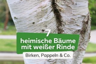 7 heimische Bäume mit weißer Rinde mit Bild