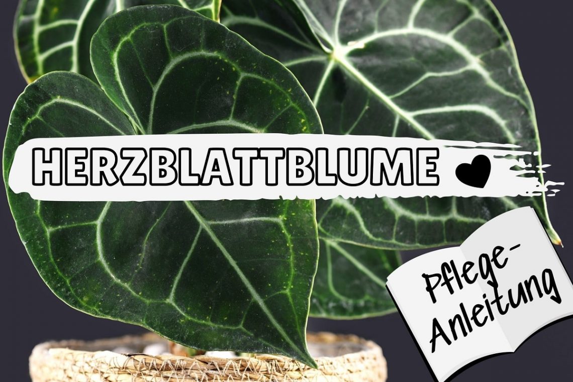 Herzblattblume (Anthurium clarinervium)