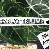 Herzblattblume (Anthurium clarinervium)