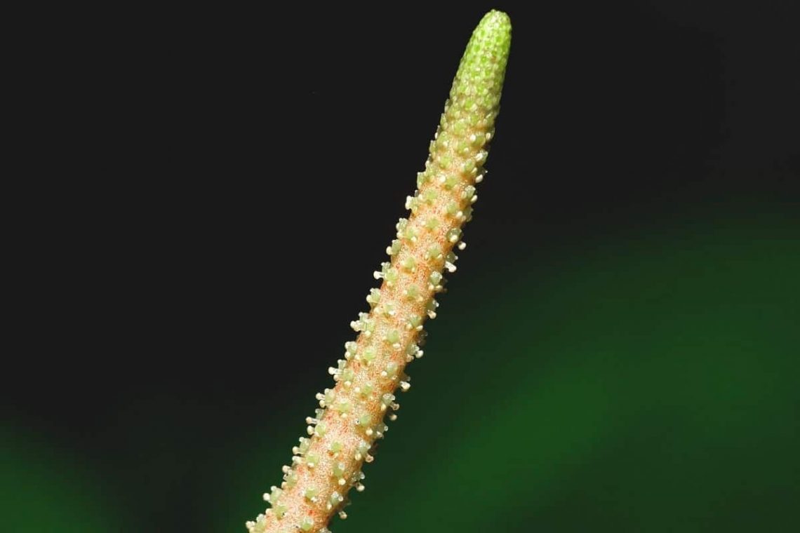 Blütenkolben der Herzblattblume