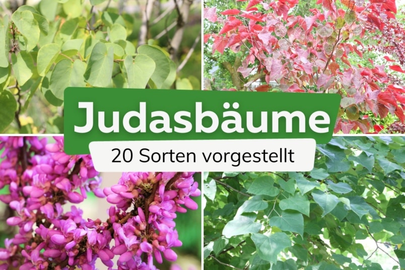 20 Judasbaum-Sorten mit Steckbrief