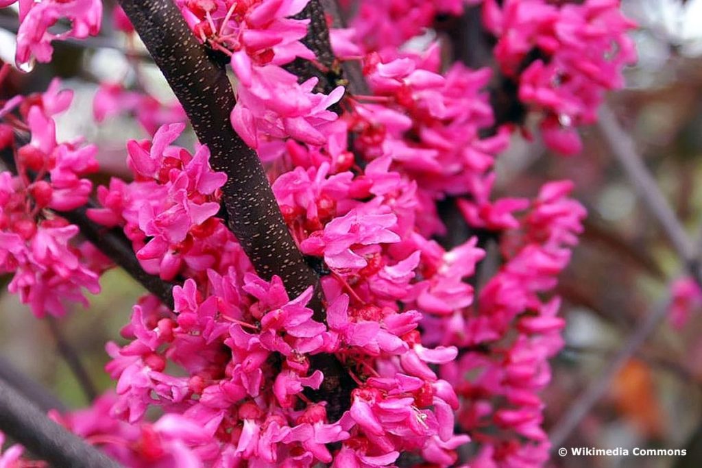 Kanadischer Judasbaum 'Appalachian Red'