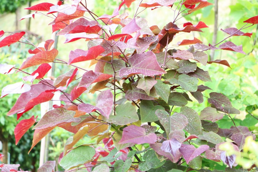 Kanadischer Judasbaum 'Forest Pansy'