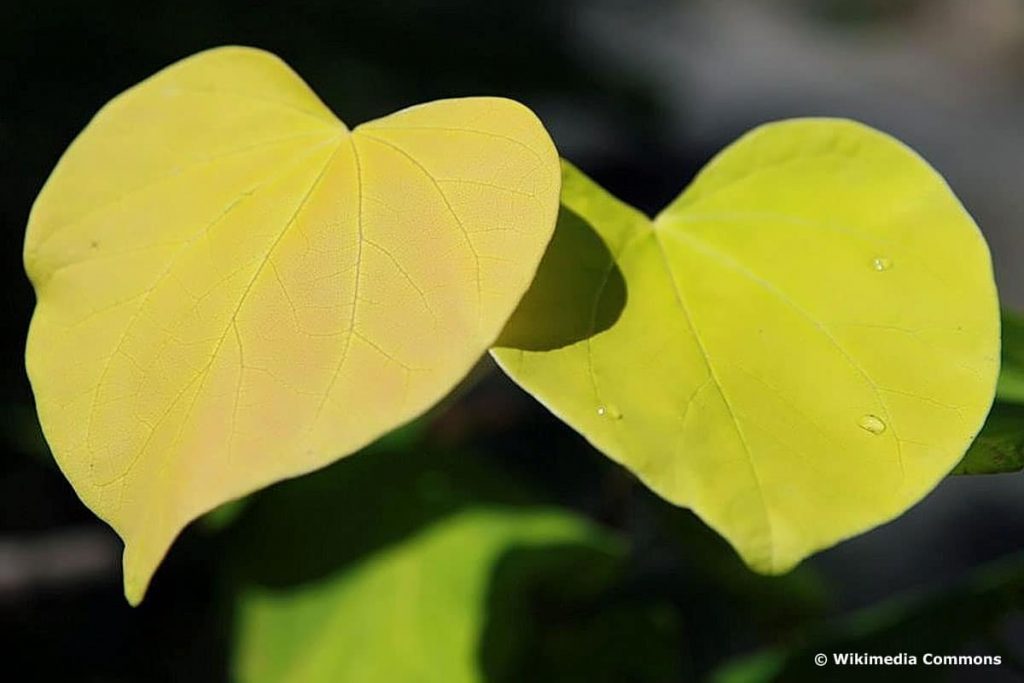 Kanadischer Judasbaum 'Hearts of Gold'