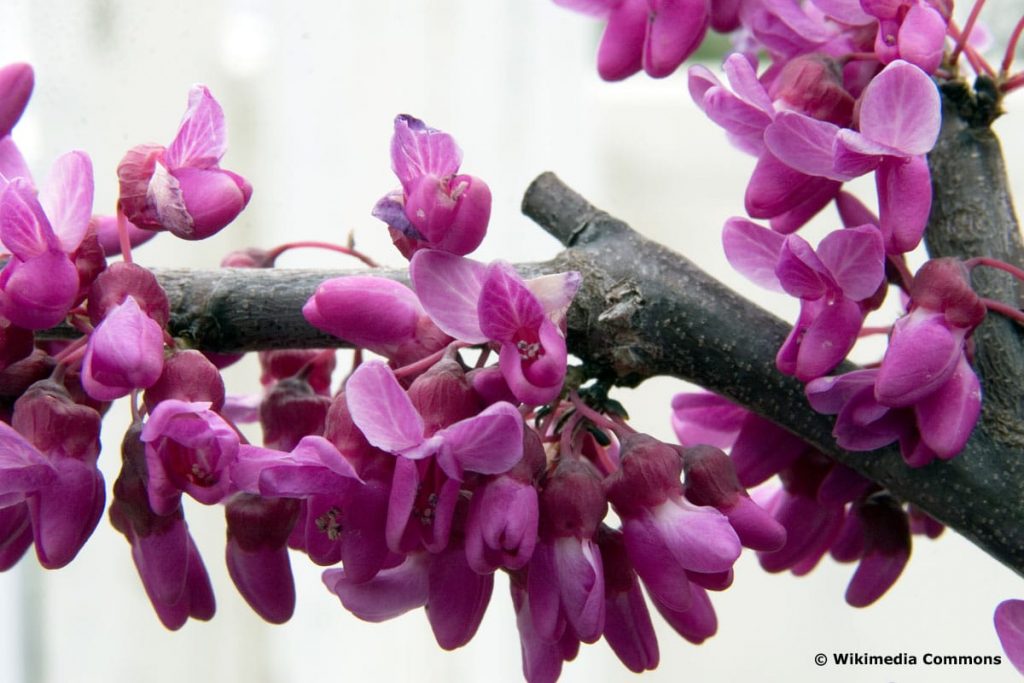 Kanadischer Judasbaum 'Oklahoma'