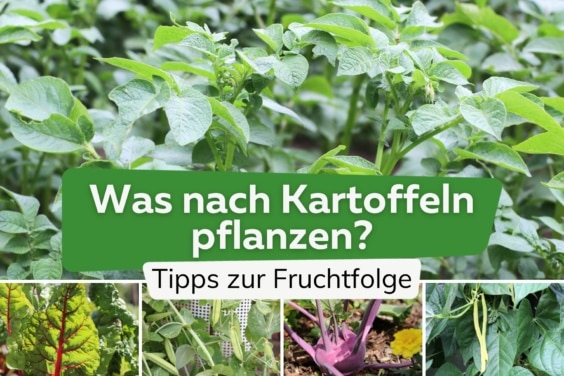 Fruchtfolge: was nach Kartoffeln pflanzen?