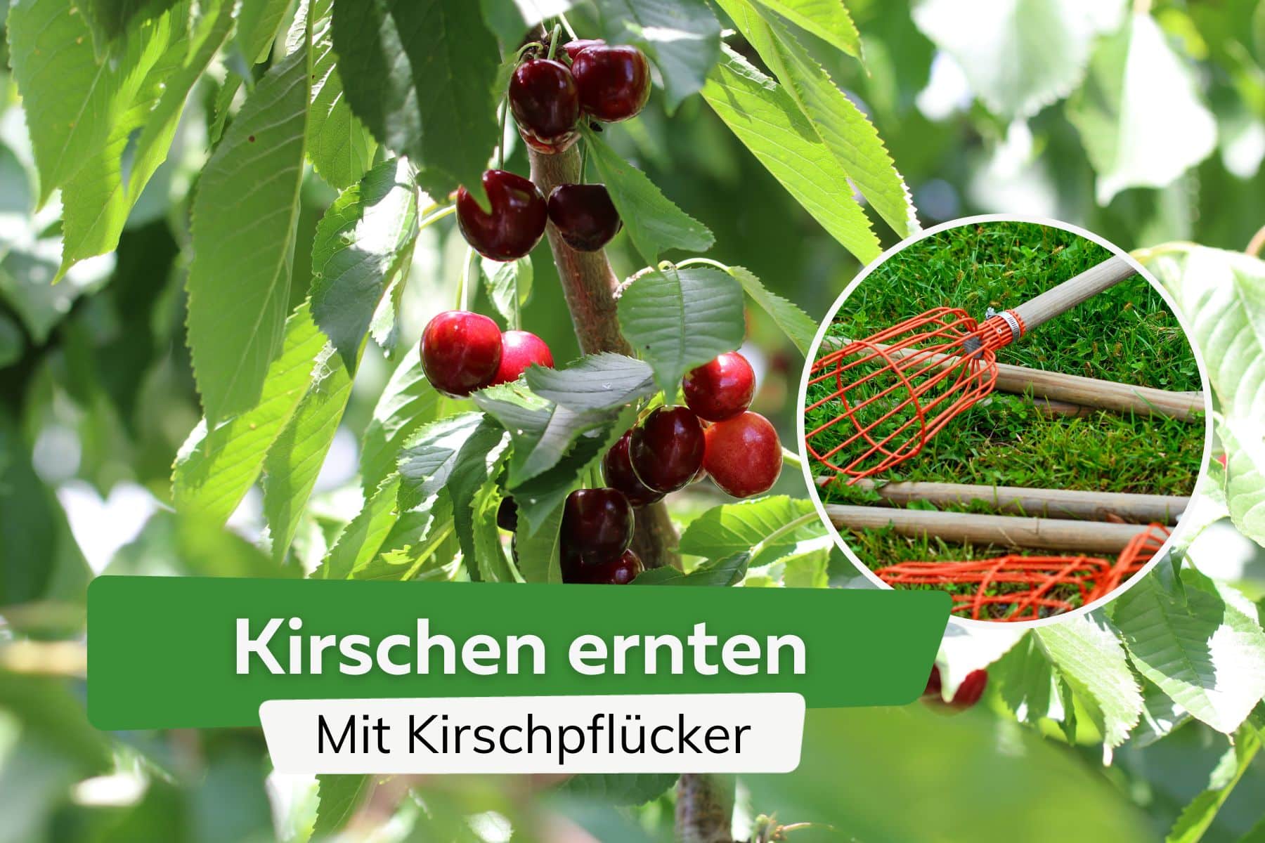 Kirschen ernten mit Kirschpflücker: Anleitung