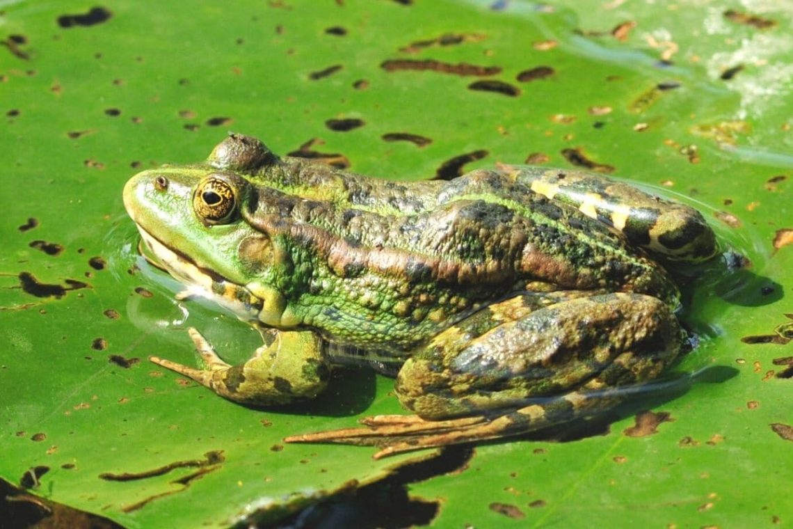 Kleiner Wasserfrosch (Pelophylax lessonae)