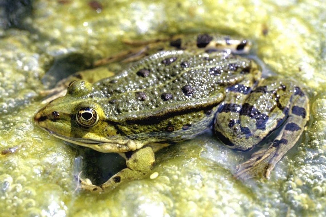 Kleiner Wasserfrosch (Rana lessonae)